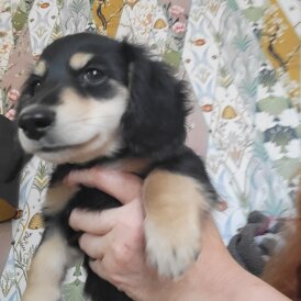 Dachshund (Standard &amp; Miniature) - Dogs