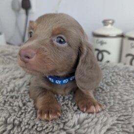 Dachshund (Standard &amp; Miniature) - Bitches