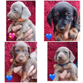 Dachshund (Standard &amp; Miniature) - Both