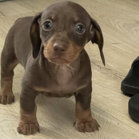 Dachshund (Standard &amp; Miniature) - Both