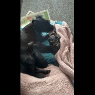 Dachshund (Long Haired) - Both
