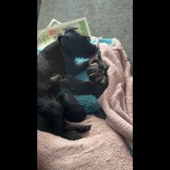 Dachshund (Long Haired) - Both