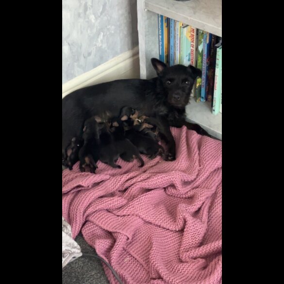 Dachshund (Long Haired) - Both
