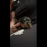 Dachshund (Long Haired) - Both