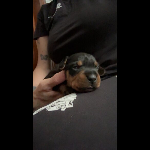 Dachshund (Long Haired) - Both