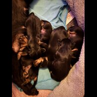Dachshund (Long Haired) - Both