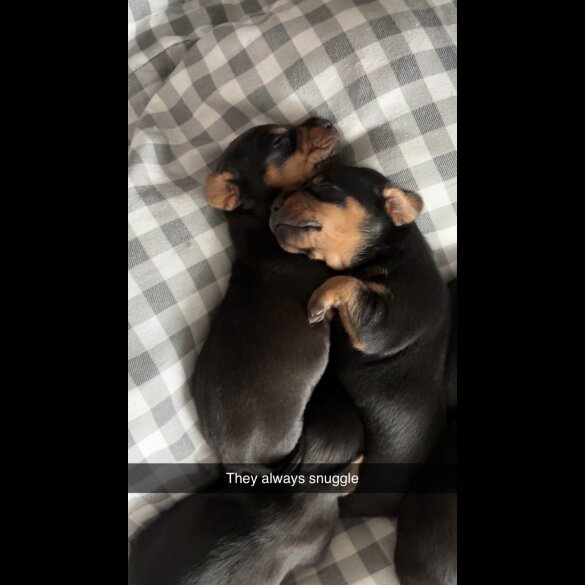 Dachshund (Long Haired) - Both