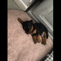 Dachshund (Long Haired) - Both