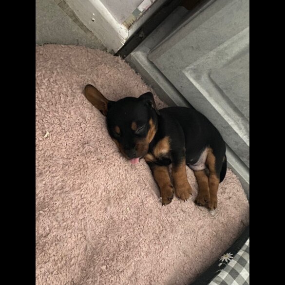 Dachshund (Long Haired) - Both
