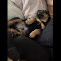 Dachshund (Long Haired) - Both