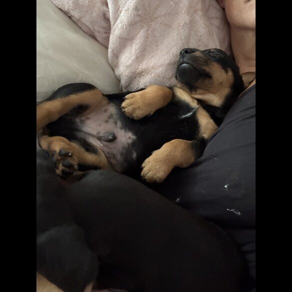 Dachshund (Long Haired) - Both