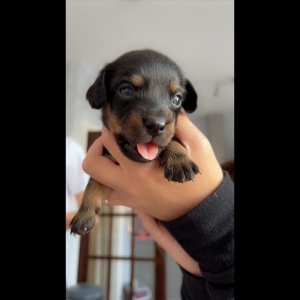 Dachshund (Long Haired) - Both