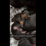 Dachshund (Long Haired) - Both