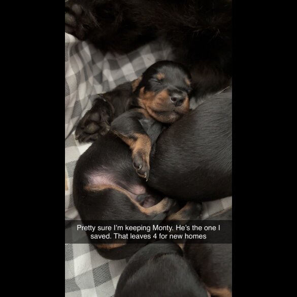 Dachshund (Long Haired) - Both