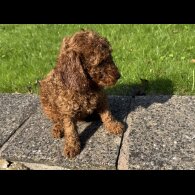 Miniature Poodle - Dogs