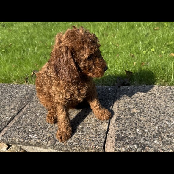 Miniature Poodle - Dogs