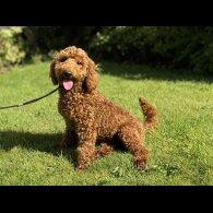 Miniature Poodle - Dogs