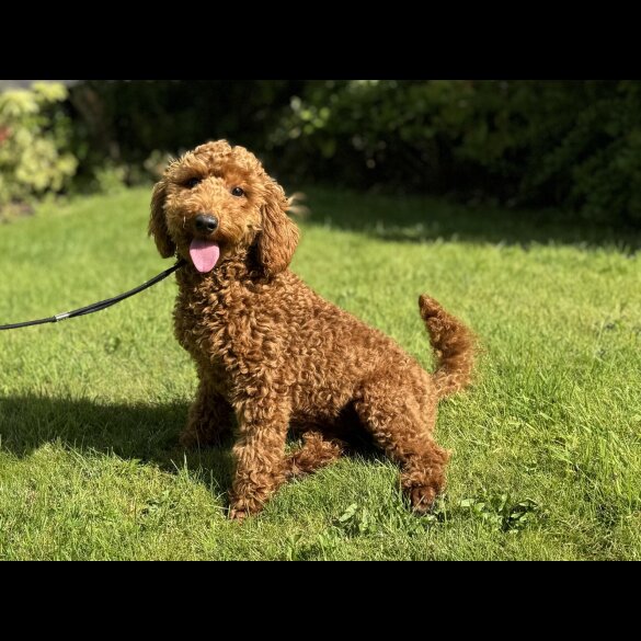 Miniature Poodle - Dogs