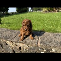 Miniature Poodle - Dogs