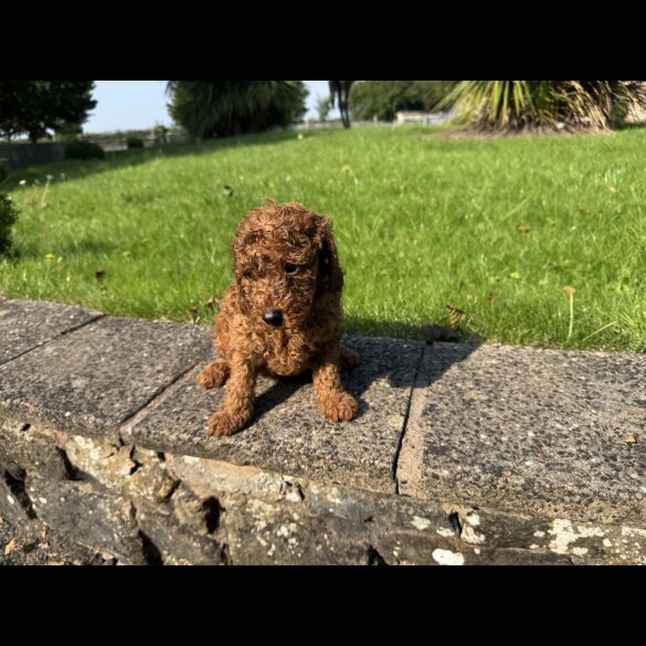 Miniature Poodle - Dogs
