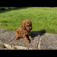 Miniature Poodle - Dogs