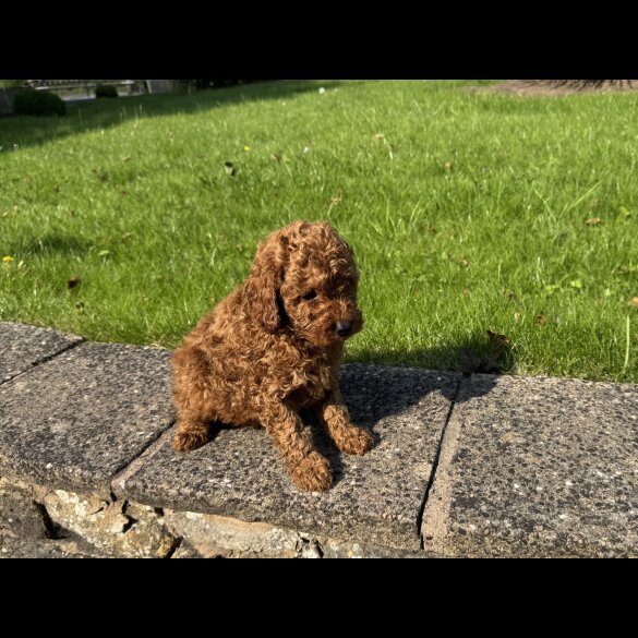 Miniature Poodle - Dogs