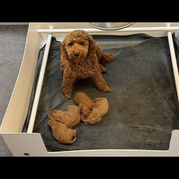 Miniature Poodle - Dogs