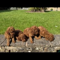 Miniature Poodle - Dogs