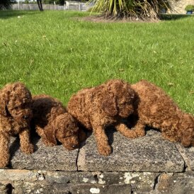 Miniature Poodle - Dogs
