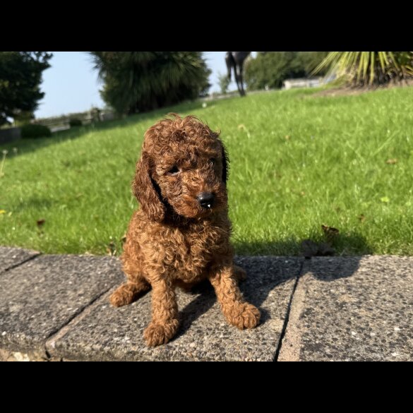 Miniature Poodle - Dogs