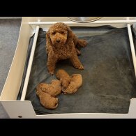 Miniature Poodle - Dogs