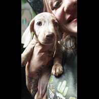 Dachshund (Standard &amp; Miniature) - Both