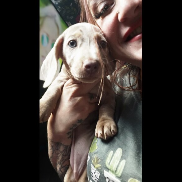 Dachshund (Standard &amp; Miniature) - Both