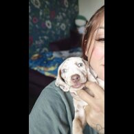 Dachshund (Standard &amp; Miniature) - Both