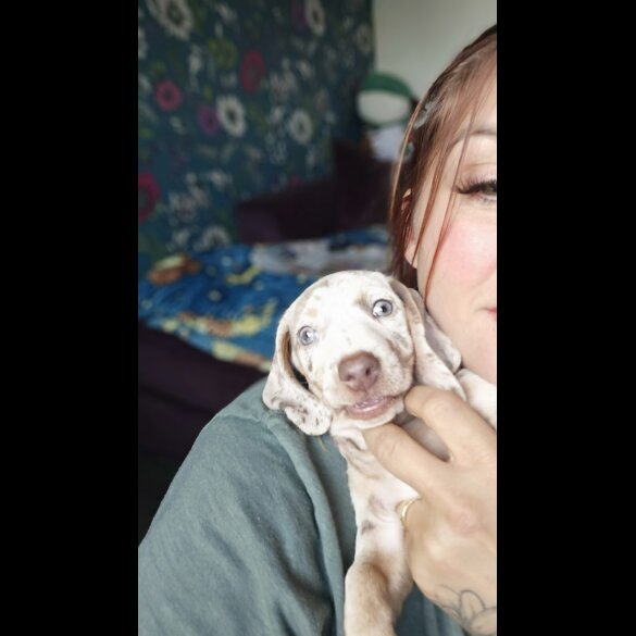 Dachshund (Standard &amp; Miniature) - Both