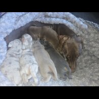 Dachshund (Standard &amp; Miniature) - Both