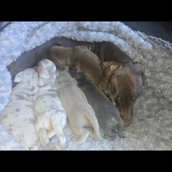 Dachshund (Standard &amp; Miniature) - Both