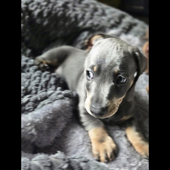 Dachshund (Standard &amp; Miniature) - Both