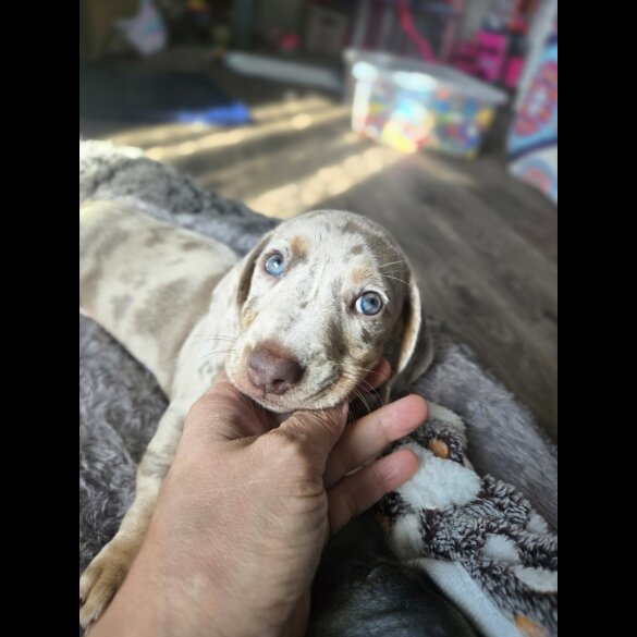 Dachshund (Standard &amp; Miniature) - Both
