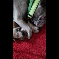 French Bulldog
