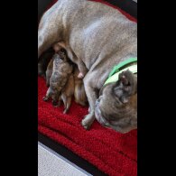 French Bulldog