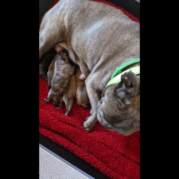 French Bulldog