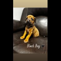 Mixed Breed - Both