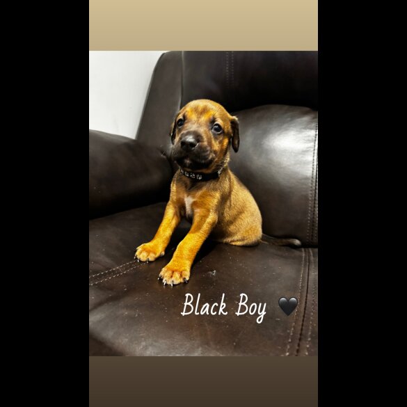 Mixed Breed - Both