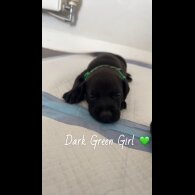 Mixed Breed - Both