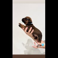 Mixed Breed - Both