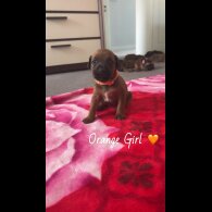 Mixed Breed - Both