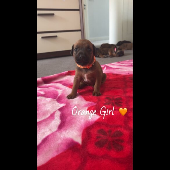 Mixed Breed - Both