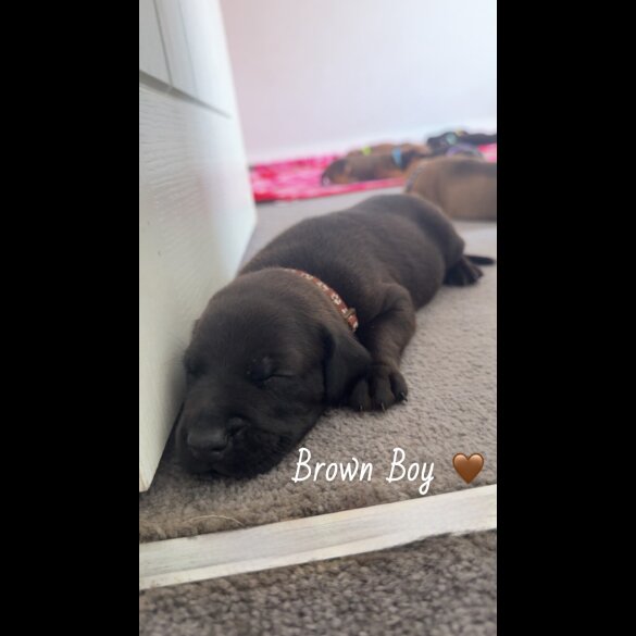 Mixed Breed - Both