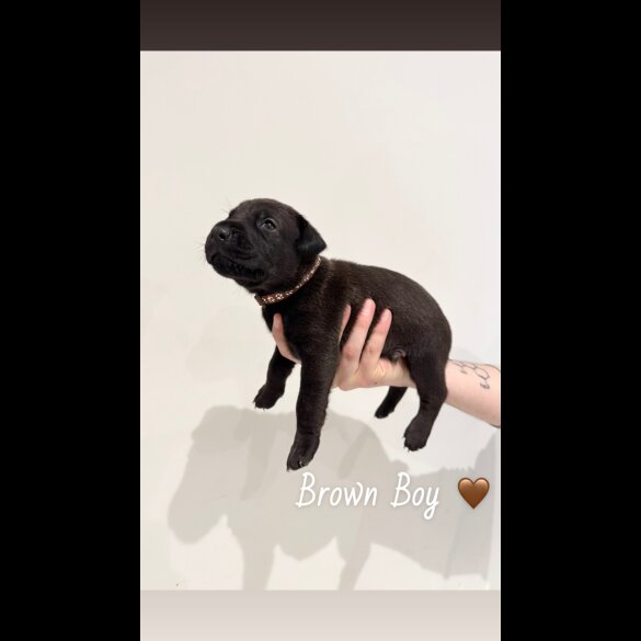 Mixed Breed - Both